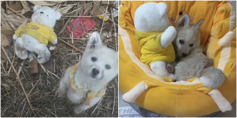 ลูกสุนัขจรจัดอ้อนวอนเจ้าของคนใหม่ ขอพาตุ๊กตาหมีไปด้วย (ภาพจาก: Udn และ Yahoo)