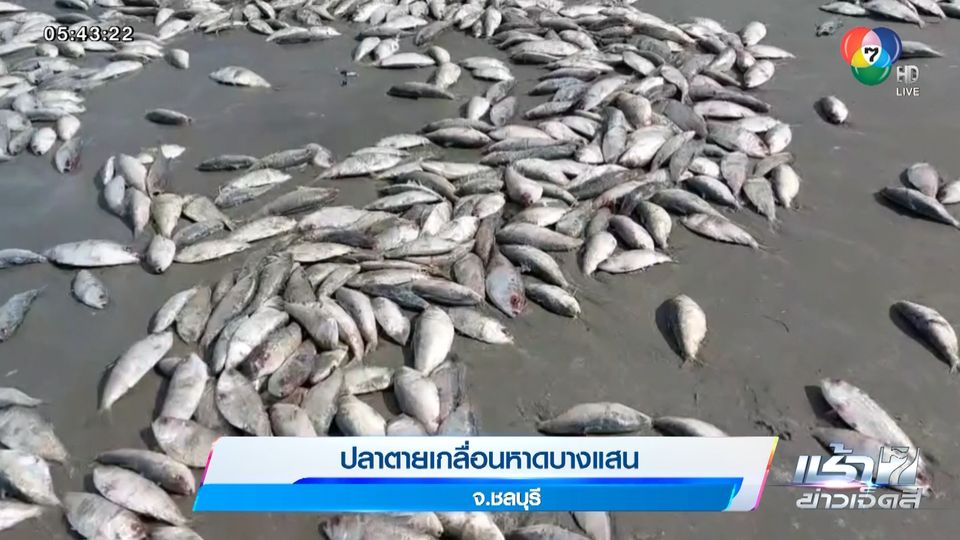 ข่าวปลาตายเกลื่อนหาดบางแสน จ.ชลบุรี